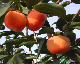 柿子可以和蝦一起吃嗎？柿子和蝦能一起吃嗎？