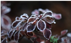 霜降為什么要吃柿子？霜降吃柿子有什么好處？