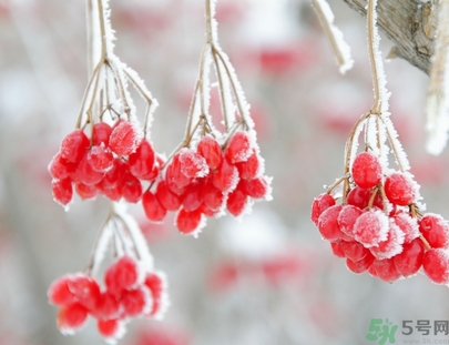 霜降為什么要吃柿子？霜降吃柿子有什么好處？