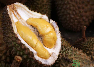 榴蓮一次吃多少合適？榴蓮一天最多吃多少？