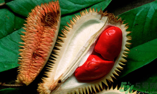 榴蓮一次吃多少合適？榴蓮一天最多吃多少？