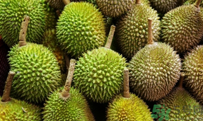 榴蓮可以冷凍保存嗎？榴蓮放冰箱是冷藏還是冷凍？