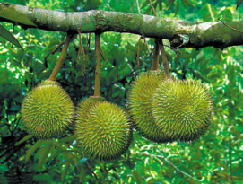 晚上可以吃榴蓮嗎？晚上吃榴蓮好不好？