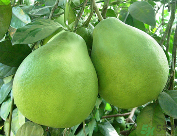 柚子可以放多久？柚子放久了還能吃嗎？