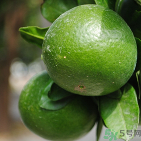 蜜桔孕婦可以吃嗎？孕婦能吃蜜桔嗎？