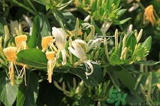 金蓮花是什么樣的?金蓮花和金銀花的區(qū)別 金蓮花是什么樣的?金蓮花和金銀花的區(qū)別