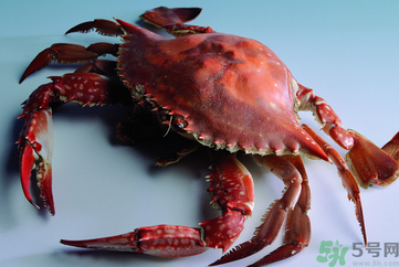 海蟹可以冷凍保存嗎？海蟹冷凍能保存多久？