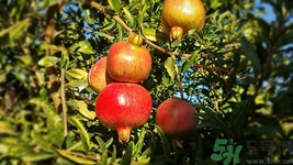 石榴皮可以泡水喝嗎?石榴皮泡水喝有什么功效 石榴皮可以泡水喝嗎?石榴皮泡水喝有什么功效