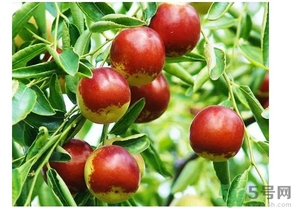 孕婦可以吃冬棗嗎?孕婦吃冬棗好嗎? 孕婦可以吃冬棗嗎?孕婦吃冬棗好嗎?