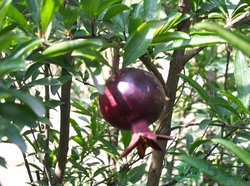 石榴皮煮水能染發(fā)嗎?石榴皮煮誰染發(fā)怎么做 石榴皮煮水能染發(fā)嗎?石榴皮煮誰染發(fā)怎么做