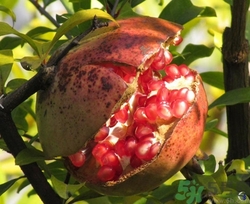 石榴皮煮水能染發(fā)嗎?石榴皮煮誰染發(fā)怎么做 石榴皮煮水能染發(fā)嗎?石榴皮煮誰染發(fā)怎么做