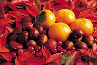 老人能喝板栗酒嗎？板栗怎么泡酒呢？