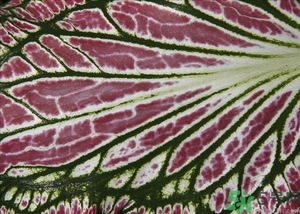 紫蘇葉是什么東西？紫蘇葉的功效與作用及禁忌