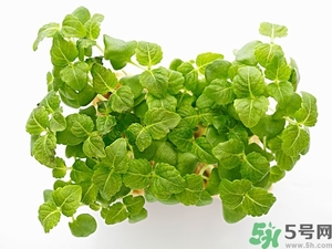 紫蘇葉是什么東西？紫蘇葉的功效與作用及禁忌