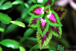 紫蘇葉是什么東西？紫蘇葉的功效與作用及禁忌