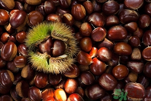 板栗和海鮮能一起吃嗎？板栗和海鮮能同食嗎？