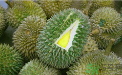 榴蓮放幾天能熟？榴蓮怎么催熟？