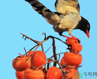 吃柿子肚子疼怎么辦？空腹吃柿子肚子疼怎么辦？