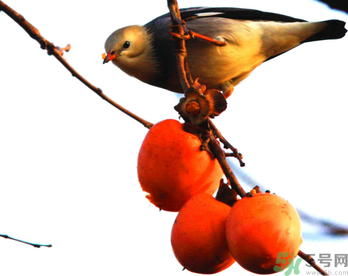 吃柿子肚子疼怎么辦？空腹吃柿子肚子疼怎么辦？