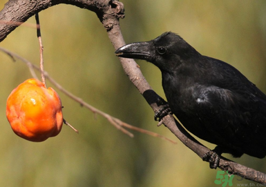 吃柿子肚子疼怎么辦？空腹吃柿子肚子疼怎么辦？