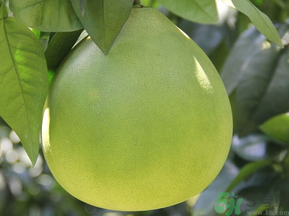 晚上吃柚子會(huì)胖嗎？睡前吃柚子會(huì)胖嗎？