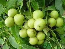 剝核桃皮的手怎么洗?剝完核桃皮用什么洗手? 剝核桃皮的手怎么洗?剝完核桃皮用什么洗手?