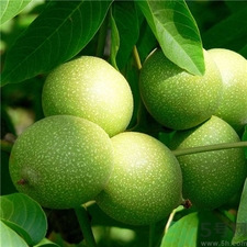 剝核桃皮的手怎么洗?剝完核桃皮用什么洗手? 剝核桃皮的手怎么洗?剝完核桃皮用什么洗手?