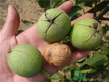 剝核桃皮的手怎么洗?剝完核桃皮用什么洗手? 剝核桃皮的手怎么洗?剝完核桃皮用什么洗手?