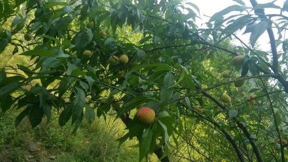 野桃子能吃嗎？野桃子核的功效與作用