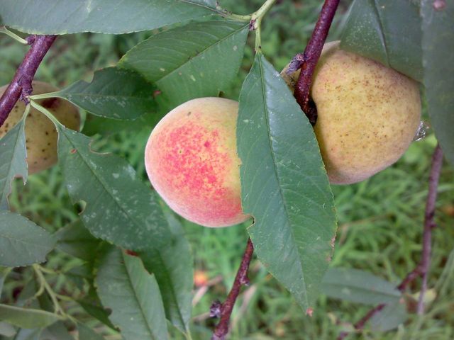野桃子能吃嗎？野桃子核的功效與作用