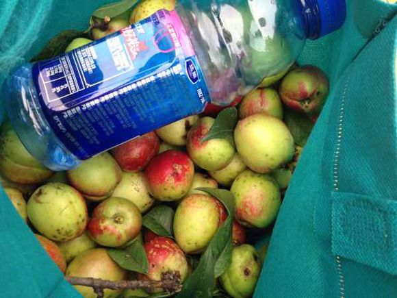 野桃子能吃嗎？野桃子核的功效與作用