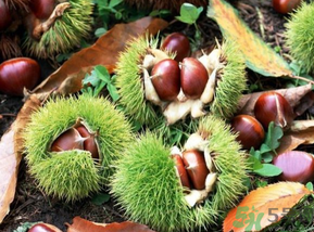 板栗怎么煮？板栗怎么煮好吃？