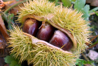 板栗怎么煮？板栗怎么煮好吃？