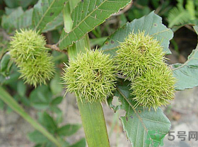 板栗怎么煮？板栗怎么煮好吃？