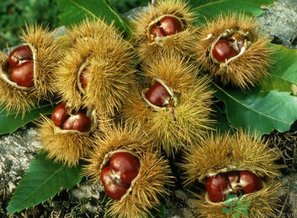 熟板栗怎么保存？炒熟的板栗怎么保存？