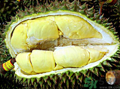 月經(jīng)期間可以吃榴蓮嗎？來月經(jīng)可以吃榴蓮嗎？