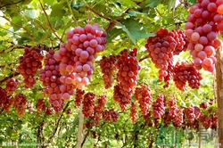 葡萄酒怎么做？葡萄酒什么時(shí)候喝最好？