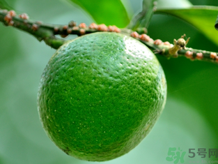 孕婦可以吃青桔子嗎？青桔子孕婦可以吃嗎？