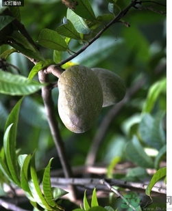 牛心果怎么吃？牛心果的功效和作用