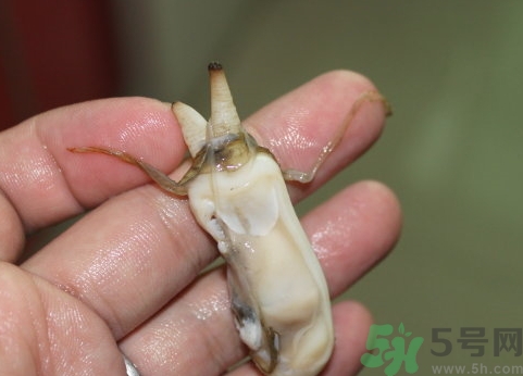 蟶子肚子里黑的能吃嗎？蟶子肚子里黑的是什么？