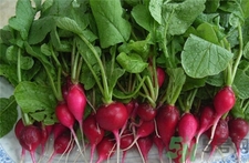 蘿卜上面的葉子叫什么?蘿卜上的葉子能吃嗎? 蘿卜上面的葉子叫什么?蘿卜上的葉子能吃嗎?