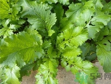 蘿卜上面的葉子叫什么?蘿卜上的葉子能吃嗎? 蘿卜上面的葉子叫什么?蘿卜上的葉子能吃嗎?