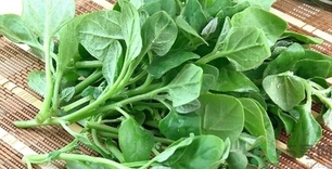 蘿卜上面的葉子叫什么?蘿卜上的葉子能吃嗎? 蘿卜上面的葉子叫什么?蘿卜上的葉子能吃嗎?