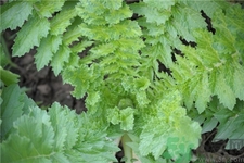 蘿卜纓的營養(yǎng)價(jià)值 蘿卜纓的功效與作用 蘿卜纓的營養(yǎng)價(jià)值 蘿卜纓的功效與作用