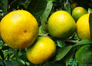 桔子怎么保鮮？桔子可以放冰箱保鮮嗎？