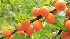 獼猴桃和杏能一起吃嗎?獼猴桃和杏一起吃好嗎 獼猴桃和杏能一起吃嗎?獼猴桃和杏一起吃好嗎