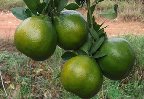 桔子怎么保存？青桔子怎么保存？