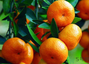 桔子怎么保存？青桔子怎么保存？