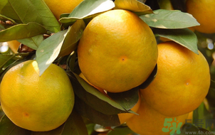 桔子怎么保存？青桔子怎么保存？