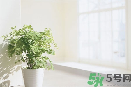 怎樣凈化室內(nèi)空氣？如何凈化家里的空氣？